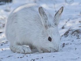 Фото Американский заяц