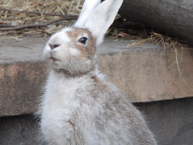 Фото Храбрецы и трусы