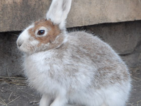Фото Животные в русских народных сказках