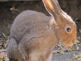 Фото Храбрецы и трусы