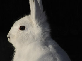 Заяц-беляк Заяц-беляк