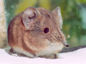 Смотреть фото Короткоухий слоновый прыгунчик Фото Короткоухий слоновый прыгунчик