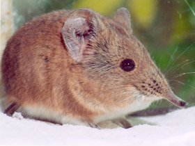 Смотреть фото Короткоухий слоновый прыгунчик Фото Короткоухий слоновый прыгунчик