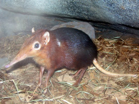 Фото Хоботковая собачка Петерса