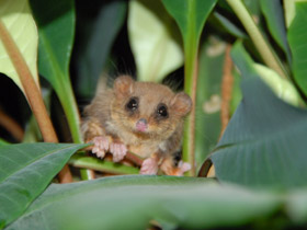 Смотреть фото Карликовый летучий кускус Фото Карликовый летучий кускус