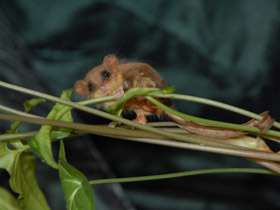 Смотреть фото Карликовый летучий кускус Фото Карликовый летучий кускус