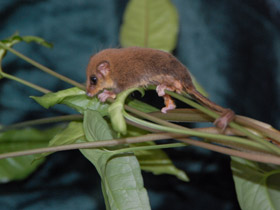 Смотреть фото Карликовый летучий кускус Фото Карликовый летучий кускус