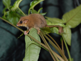 Смотреть фото Карликовый летучий кускус Фото Карликовый летучий кускус