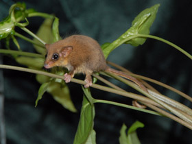 Смотреть фото Карликовый летучий кускус Фото Карликовый летучий кускус