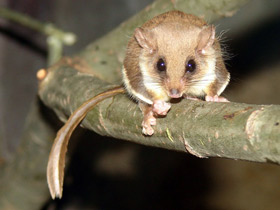 Смотреть фото Карликовый летучий кускус Фото Карликовый летучий кускус