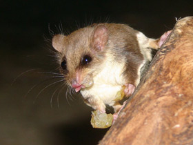 Смотреть фото Карликовый летучий кускус Фото Карликовый летучий кускус