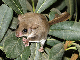 Смотреть фото Карликовый летучий кускус Фото Карликовый летучий кускус