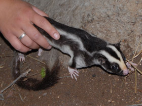 Смотреть фото Большой полосатый кускус Фото Большой полосатый кускус