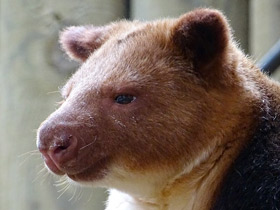 Смотреть фото Древесный кенгуру Гудфеллоу Фото Древесный кенгуру Гудфеллоу