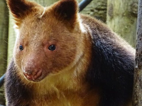 Смотреть фото Древесный кенгуру Гудфеллоу Фото Древесный кенгуру Гудфеллоу