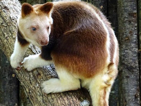 Смотреть фото Древесный кенгуру Гудфеллоу Фото Древесный кенгуру Гудфеллоу