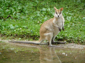 Смотреть фото Прыткий валлаби Фото Прыткий валлаби