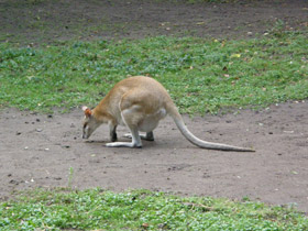 Смотреть фото 10 интересных фактов о кенгуру Фото 10 интересных фактов о кенгуру