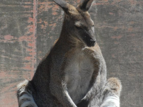 Фото Большой серый кенгуру