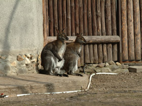 Смотреть фото Рыже-серый валлаби Фото Рыже-серый валлаби