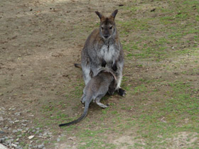 Смотреть фото Рыже-серый валлаби Фото Рыже-серый валлаби