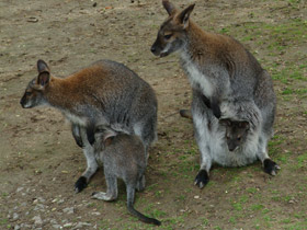 Смотреть фото Рыже-серый валлаби Фото Рыже-серый валлаби