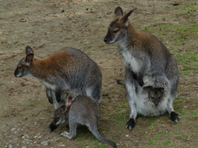 Смотреть фото Рыже-серый валлаби Фото Рыже-серый валлаби