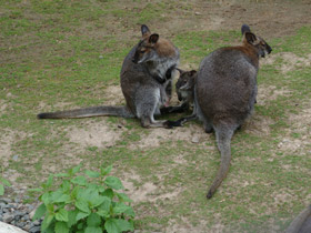 Смотреть фото Рыже-серый валлаби Фото Рыже-серый валлаби