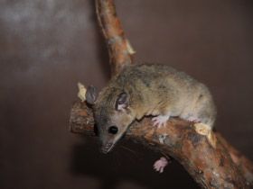 Смотреть фото Домовый оппосум Фото Домовый оппосум