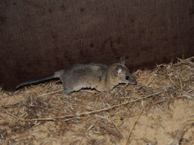 Смотреть фото Домовый оппосум Фото Домовый оппосум