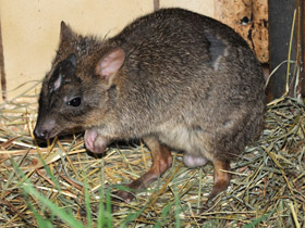 Фото Карликовый кенгуру