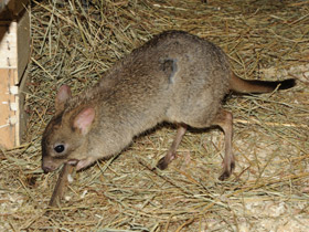 Фото Карликовый кенгуру