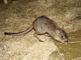 Фото Карликовый кенгуру