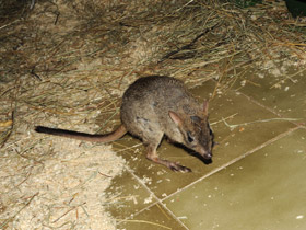 Фото Карликовый кенгуру