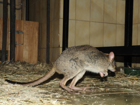 Фото Карликовый кенгуру