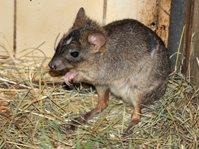 Фото Карликовый кенгуру