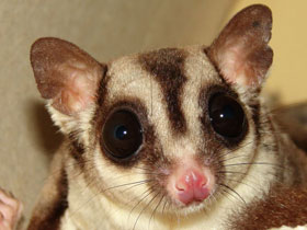 Фото Сахарная белка