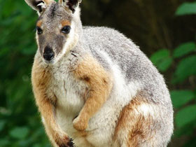 Смотреть фото Кольцехвостый кенгуру Фото Кольцехвостый кенгуру