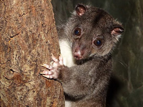 Смотреть фото Одноцветный опоссум Фото Одноцветный опоссум