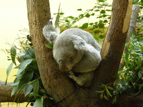 Смотреть фото Коала Фото Коала