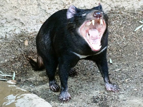 Сумчатый дьявол Сумчатый дьявол