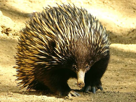 Смотреть фото Самый длинный язык у животных Фото Самый длинный язык у животных