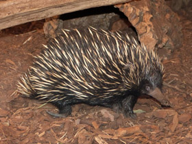 Фото Ехидна и проехидна: осколки ископаемой фауны