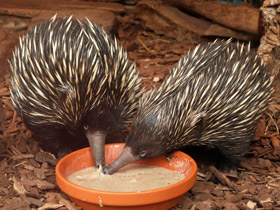 Фото Ехидна и проехидна: осколки ископаемой фауны