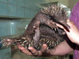 Фото Ехидна и проехидна: осколки ископаемой фауны