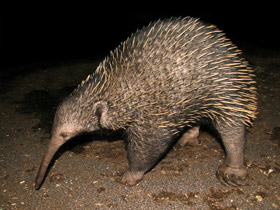 Фото Ехидна и проехидна: осколки ископаемой фауны