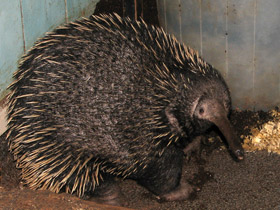 Фото Ехидна и проехидна: осколки ископаемой фауны