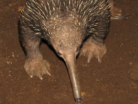 Фото Ехидна и проехидна: осколки ископаемой фауны