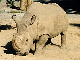 Фото Белый носорог