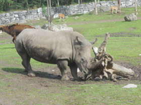 Фото Белый носорог